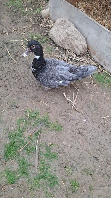 sort qazlar: Musk ördəkləri (hind ördəyi) satılır. Xüsusiyyətlər:her sort var lal — 3