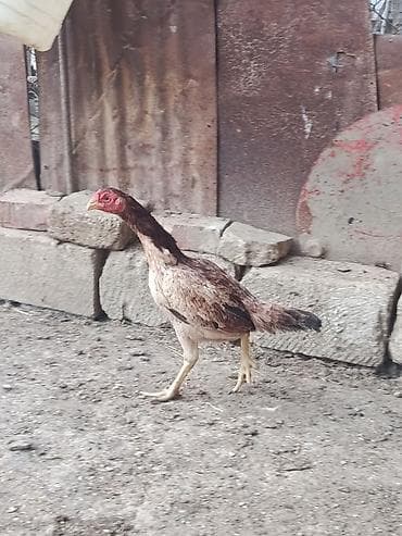 kreditle it satisi: Toyuq cücələri, Damazlıq — 3