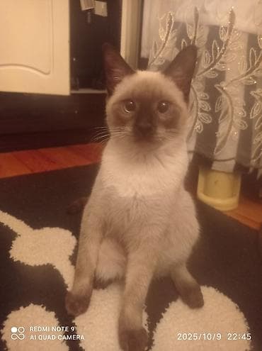 scottish pişik: Siam, Erkək, Cütləşmə üçün — 6