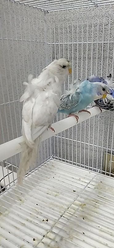 feniks quşu: Salam. 2 ədəd japoneslər satılır. Mavi rəng erkək ağ rəng dişi. 1 — 1