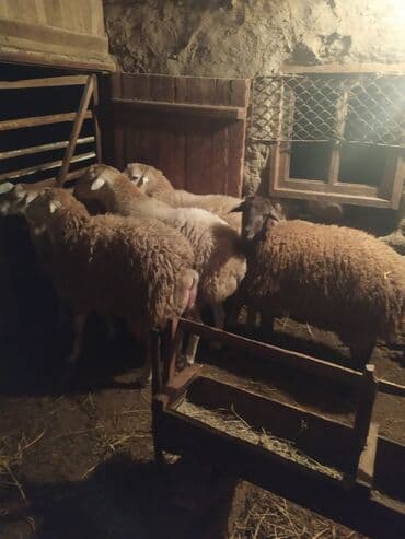 qoyun quyruğu: Razılaşma yolu ilə — 3