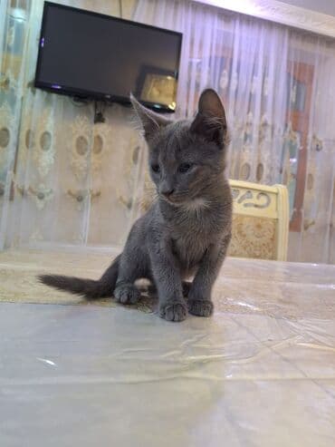 где можно купить котенка: Erkək, Yaxşı əllərə, Ünvandan götürmə — 3