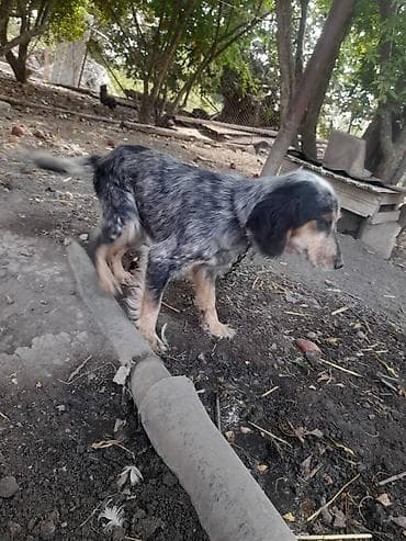 alman qoyun iti: 1 il, Erkek — 1