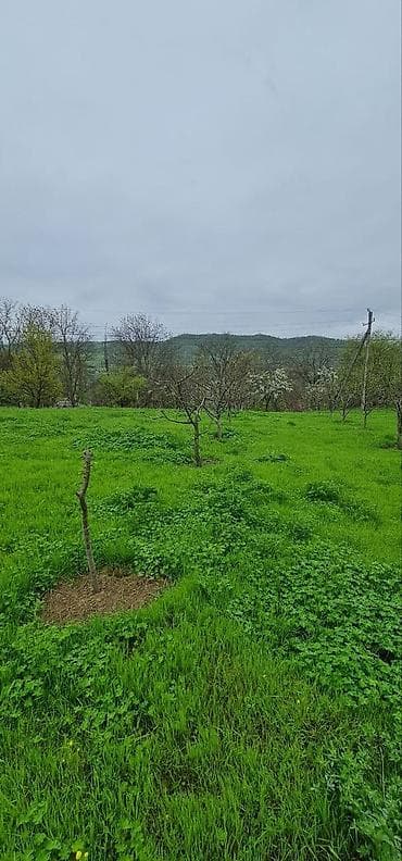 cıdır düzü: 12 sot, Tikinti — 9