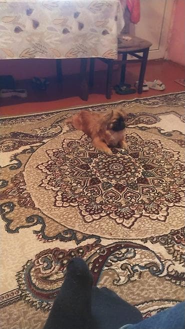 Pekines, 8 ay, Erkek, Peyvəndli, Ünvandan götürmə