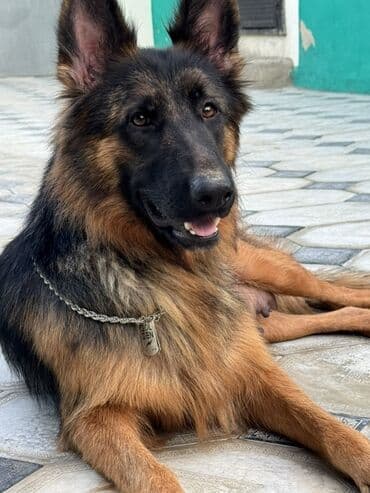 şpiç iti: Alman çoban iti, 1 il, Dişi — 2