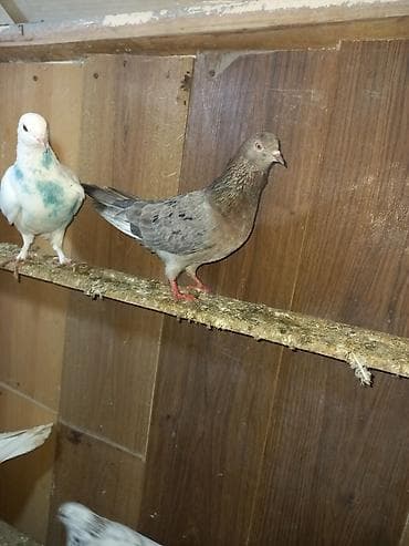 goyercin satilir: 3 ədəd əbrəş 2 mayadı 1 bir erkəy sağlam bal verən quşlardı sarı — 9