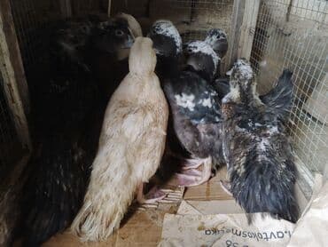 Lal ordekler satilir