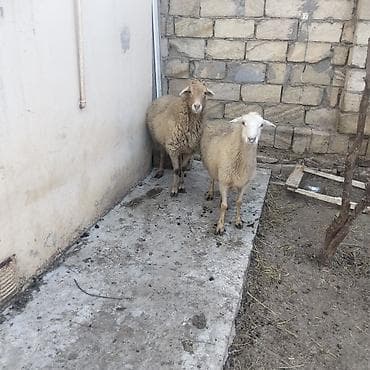 heyvan satışı tap az: Qoyunlar boğazdır ikiside — 7