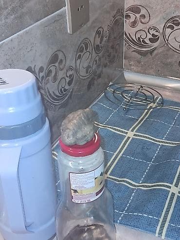 masa usdu kapter: Məhsul: Kiçik kolleksiya – dekorativ çay/kübar daşları (təxminən 8 — 6