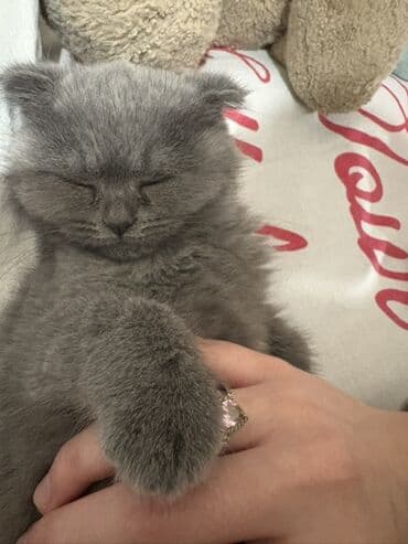 wotland pişiyi: Şotland, Dişi — 2