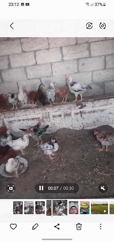 cuce yemi: Toyuq cücələri, Ətlik — 2