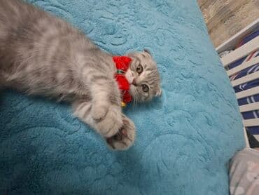 pişik daşıma: Şotland yastı qulaq, Dişi — 3