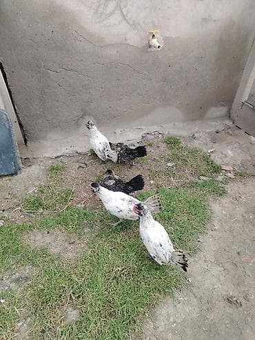 cins inəklərin satışı: Toyuq, Yumurtalıq — 5