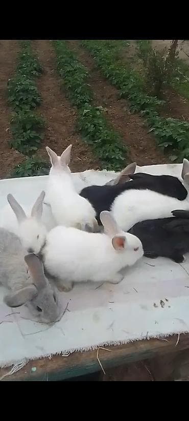 heyvanlar ucun mallar: Ata kaliforniya Ana rizen. 2 aylıq balalar. Cütü 30 manat. kom — 3