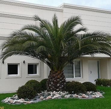 hibiskus agaci: Landşaft üçün palma ağacları – dekorativ əkim - Növ: dekorativ palma — 3