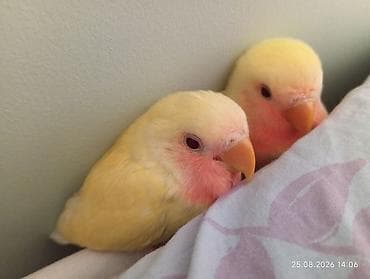 Tutuquşları: 🐦 Sevgi (nerazlucnik) papuqayı balaları satılır 🐣 Şəkildə gördüyünüz — 7