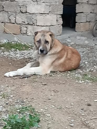 qus bazari bakida: Qurdbasar, 2 il, Erkek — 2