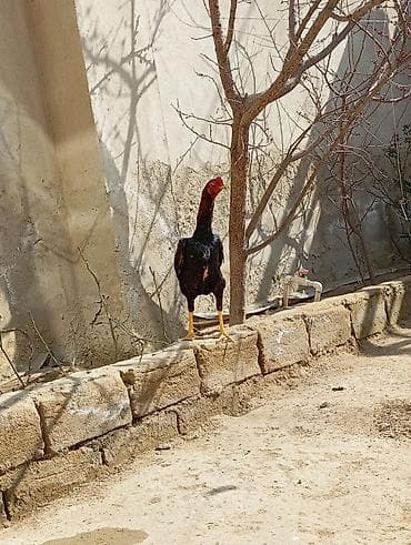 брама гигант: Salam. Güclü cinsi heyvan satiram. Meydanliqdir. Ətraflı məlumat üçün — 3