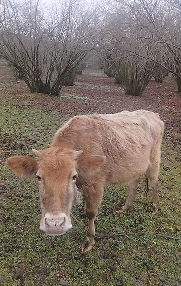 gəncə toyuq satan: Satlir 2 aylik boxazdi ikici balayadi reyal alclar narahad edsin — 1