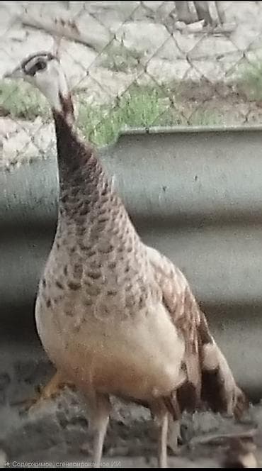 goyercin berde type 0: Məhsul: Tovuz quşu (dişi) Təsvir: - Növ: Pavo cristatus (hind — 1
