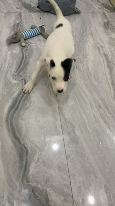 pit dermani: Pitbul, 2 ay, Erkek — 3