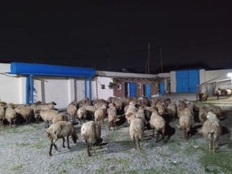 qaz yagi satisi: Dişi, Qala, il: 1, 50 kq, Damazlıq, Ünvandan götürmə — 3