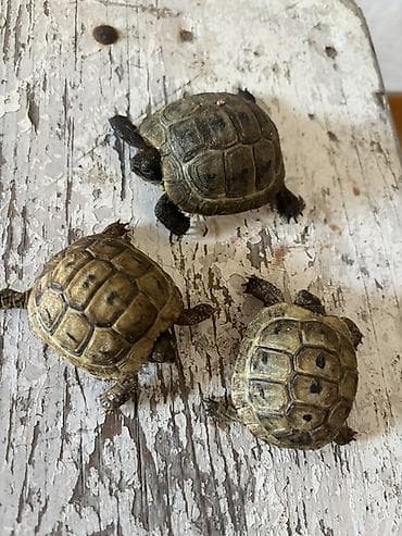 yuvası: Quru tısbağa balaları - Növ: Quru tısbağa (Testudo tipli) - Ölçü — 3