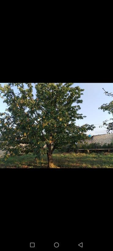 квартиры баку аренда: 24 sot, Kənd təsərrüfatı, Kupça (Çıxarış) — 2