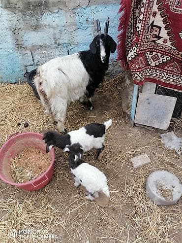 Bozayı-qara rəngli ana keçi və iki balası. 12 gunluk. Unvan Merdekan
