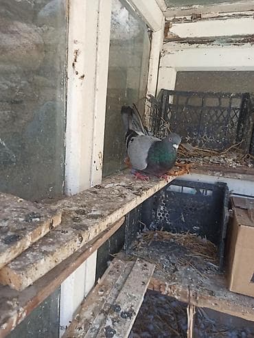 satdig quslar: Cüt tutlub satılır — 3