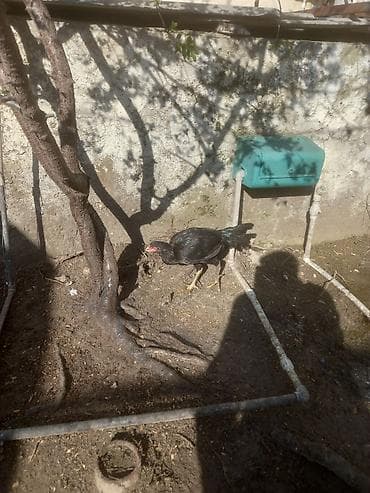 karlik koxin: Heyrati fərə 5 ayliq barter koxin karlik xoruzla — 2