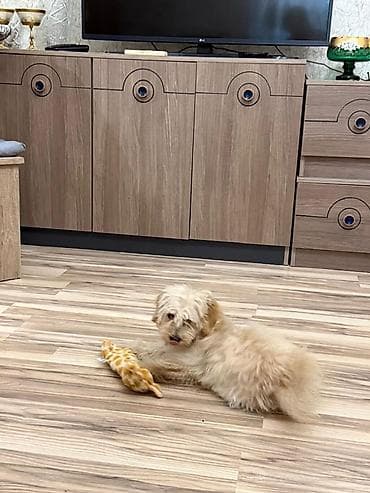 kangal it: 4 ay, Dişi, Ödənişli çatdırılma — 4