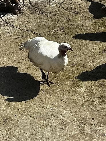 Digər heyvanlar: Ağ rəngli hind toyuğu (hind quşu) yumurtuyan 60 Azn obri 40Azn ünvan — 3