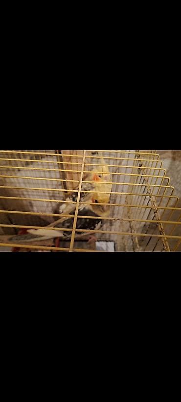 qus xana: Karella cütlük 1 — 2