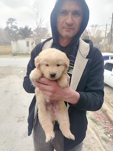 Labrador-retriver, 2 ay, Erkek, Peyvəndli, Ünvandan götürmə, Ödənişli çatdırılma