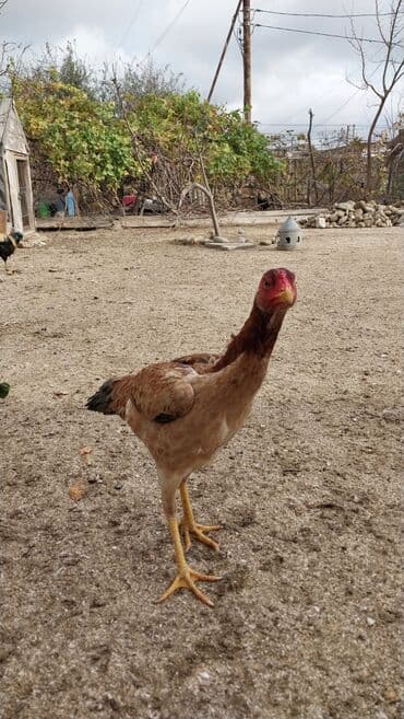 попугай жако купить в баку: 7 aylıq fərədi — 8