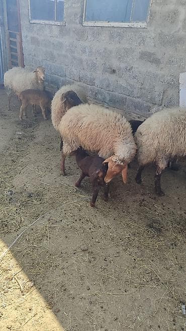qoyun satışı: Birinci qarına erkek bala ile Satilir ana bala her ikisi — 3