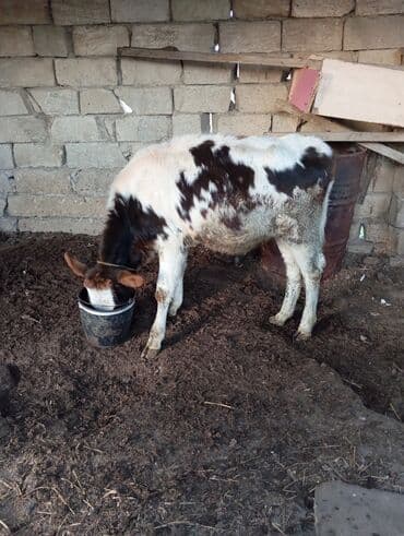 erkek dana satilir: Самка, Simental, лет: 3, 300 кг, Для разведения, Для молока, Для мяса — 5