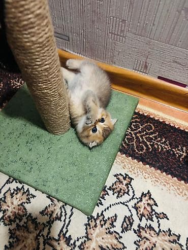 toy terrier: Pişik üçün qaşıyıcı və oyun dirəyi - Material: təbii sizal kəndir ilə — 6