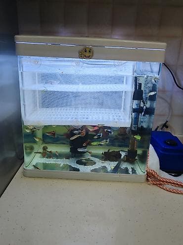 akvarium baliqlari haqqinda melumat: Akvaryum dəsti – LED işıqlı, içində 20 den çox quppy balıq və danio — 3