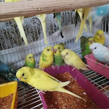 tutuquşlar: Tutuquşu yemə düşmüş balalar ələ öyrəşdirmək ücün danışdırmaq ücün — 2