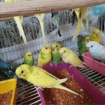 клетки для попугаев купить: Tutquşu yemə düşmüş balalar ələ öyrəşdirmək ücün danışdırmaq ücün cütü — 2