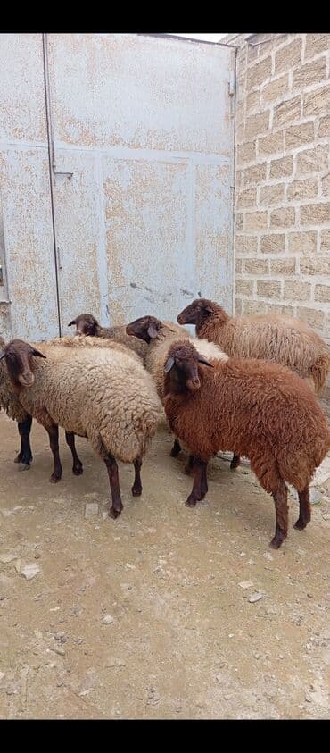 Dana, buzov: Salam ünvan Bakıin maştağa kendi obşi 6 baş heyvanlar 5 baş boğaz — 2