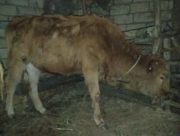 Boşqablar: 120 kilo et var . Satılır: Qırmızı rəngli dana - Növ: iri buynuzlu — 3