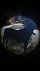 xarkov toyuq yumurtası: Kane-Korso, 2 il, Erkek, Peyvəndli, Ünvandan götürmə — 16