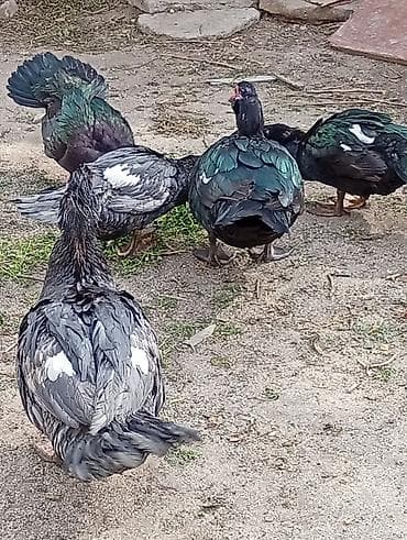 ordekler: Muscovy ördəkləri (barbarı/indo-ördəklər) – təsərrüfat üçün məhsuldar — 5