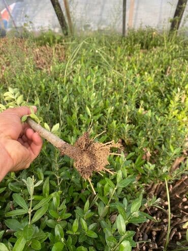 gobelek toxumu satilir: Zeytun Tingi — 1