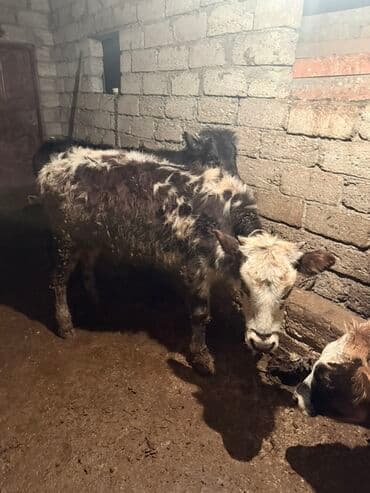 inək öd daşı: Məhsul: Dana (mal-qara) Təsvir: - Şəkillərdə müxtəlif rəng damarlı — 6