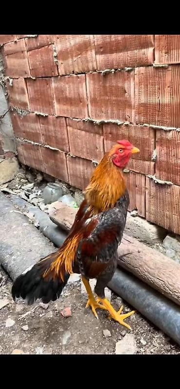 gence toyuq satisi: Heyratı satılır aprel beçesi Apo cinsi boş bekar adamlar narhat — 2